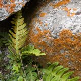 Polypodium vulgare. Вайи с сорусами. Кабардино-Балкария, Черекский р-н, Кабардино-Балкарский высокогорный заповедник, Черек-Безенгийское ущелье, окр. альплагеря \"Безенги\", ≈ 2200 м н.у.м., отложенная боковая морена, альпийский луг, в расщелине скалы. 17.08.2021.