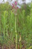Anacamptis papilionacea subspecies schirwanica. Цветущее растение. Дагестан, Дербентский р-н, 3 км ЮЗ с. Геджух, луговая степь, среди кустарников. 6 мая 2022 г.