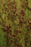 Juncus compressus