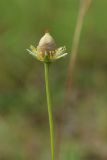 Parnassia palustris