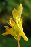 Corydalis ochotensis