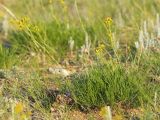 Filifolium sibiricum. Цветущее растение. Забайкальский край, Ононский р-н, окр. оз. Зун-Торей, гора Куку-Хадан, горная степь. 27.06.2022.