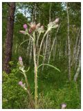 Cirsium palustre. Верхняя часть цветущего растения. Республика Татарстан, памятник природы \"Татарско-Ахметьевское торфяное болото\", 12.07.2005.