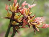 Juncus beringensis