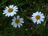 Anthemis arvensis