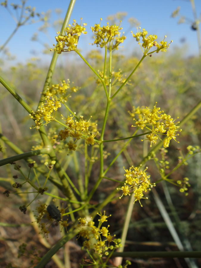 Изображение особи Ferula caspica.