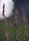 Rumex acetosa