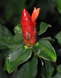 Costus woodsonii. Верхушка побега с соцветием. Таиланд, Краби. 17.06.2013.