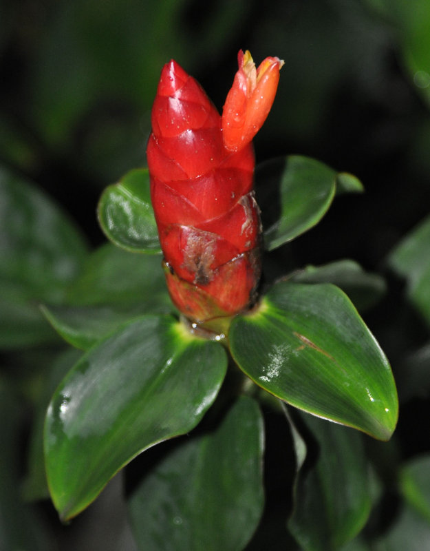 Изображение особи Costus woodsonii.