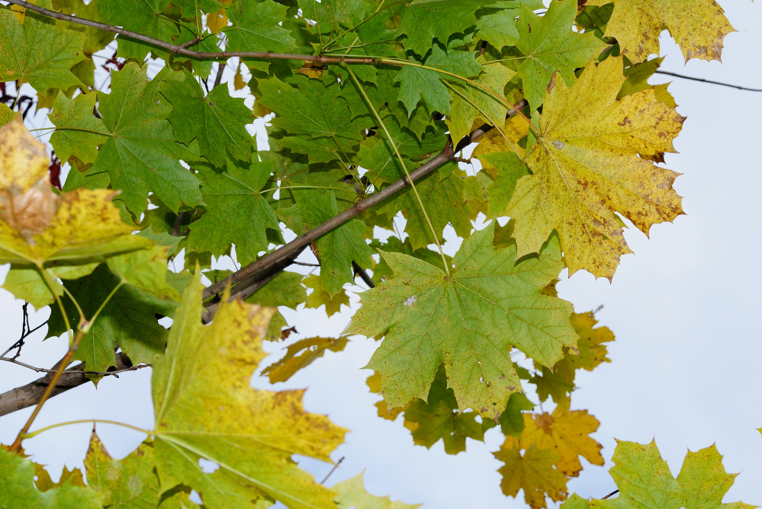 Image of Acer platanoides specimen.