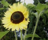 Helianthus annuus