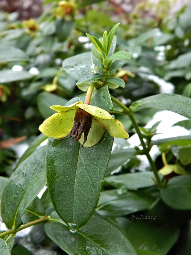 Изображение особи Hypericum calycinum.