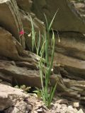 Lathyrus nissolia. Цветущее растение с завязавшимися плодами. Краснодарский край, Новороссийский р-н, гора Рябкова. 04.05.2014.