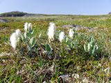 Salix lanata. Плодоносящие растения. Кольский п-ов, побережье Восточного Мурмана, окр. пос. Дальние Зеленцы, Дальний Пляж. 14.07.2007.