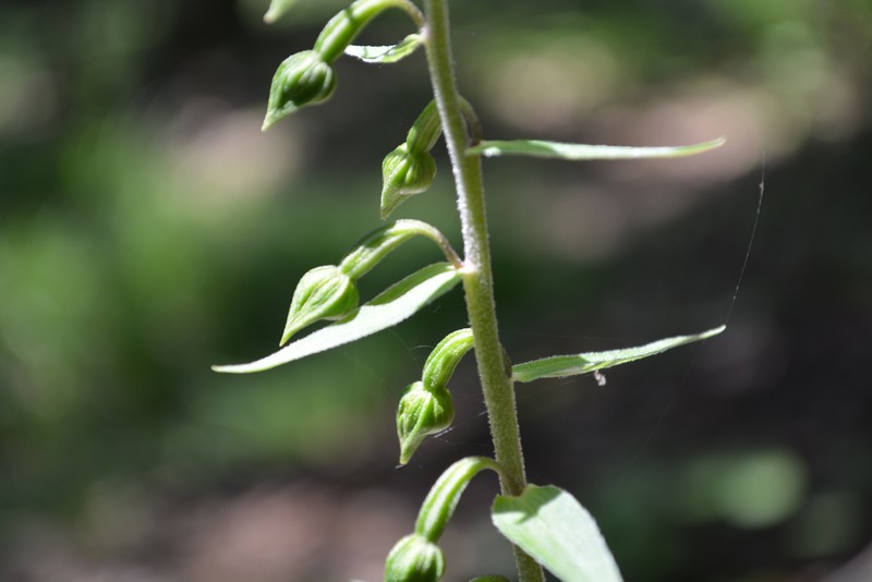 Изображение особи Epipactis papillosa.