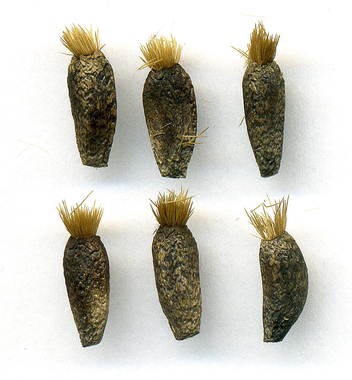 Изображение особи Arctium nemorosum.