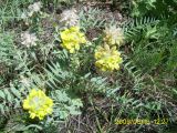 Astragalus regelii