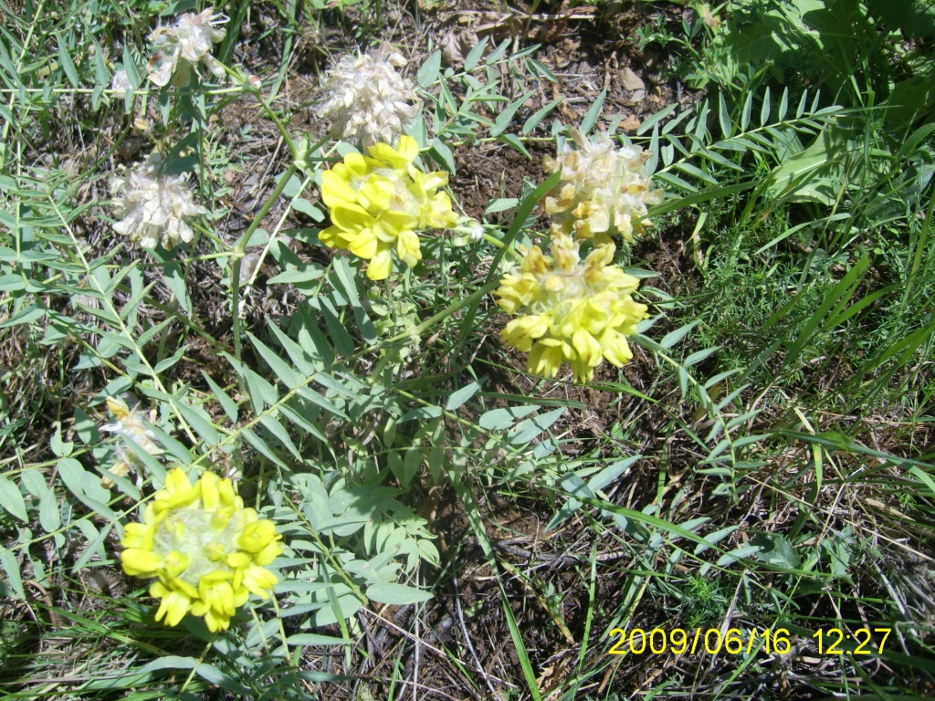 Изображение особи Astragalus regelii.