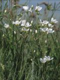 Eremogone micradenia. Побеги с цветками. Западный Крым, южный берег оз. Кызыл-Яр. 18 мая 2015 г.
