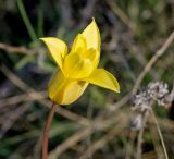 Tulipa corynestemon. Цветок. Казахстан, Джунгарский Алатау, долина р. Коксу ниже пос. Рудничный километров на 45-50. Начало мая 2012 г.