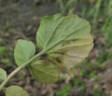 Cardamine tenera