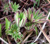 Lupinus polyphyllus. Молодые листья с дождевыми каплями. Московская обл., г. Электрогорск, залежь на северном берегу Стахановского озера. 25.04.2015.