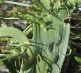 Cichorium intybus