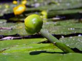 Nuphar lutea. Верхушка расцветающего растения. Украина, Житомирская обл., Новоград-Волынский, р. Случь в р-не Житомирского моста. 02.06.2016.