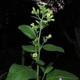 Nicotiana rustica