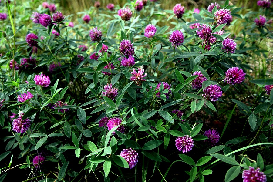 Image of Trifolium medium specimen.