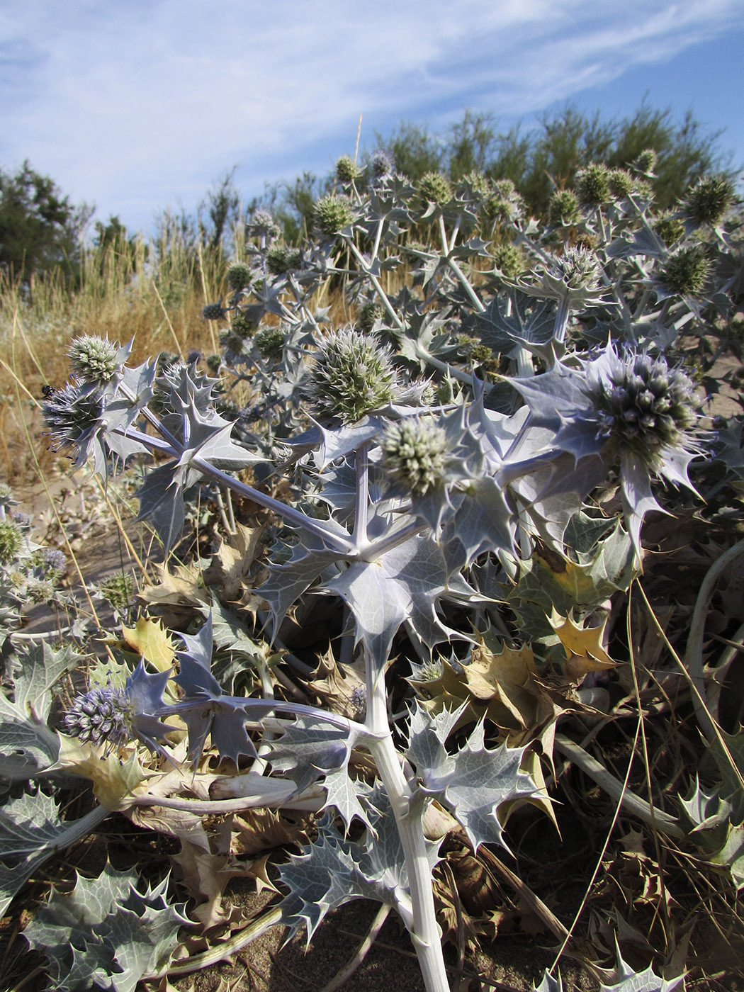 Изображение особи Eryngium maritimum.