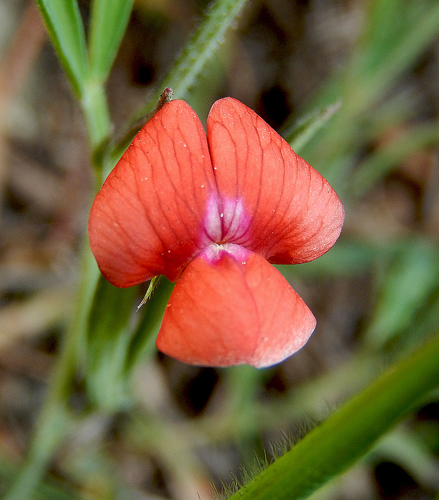 Изображение особи Lathyrus sphaericus.