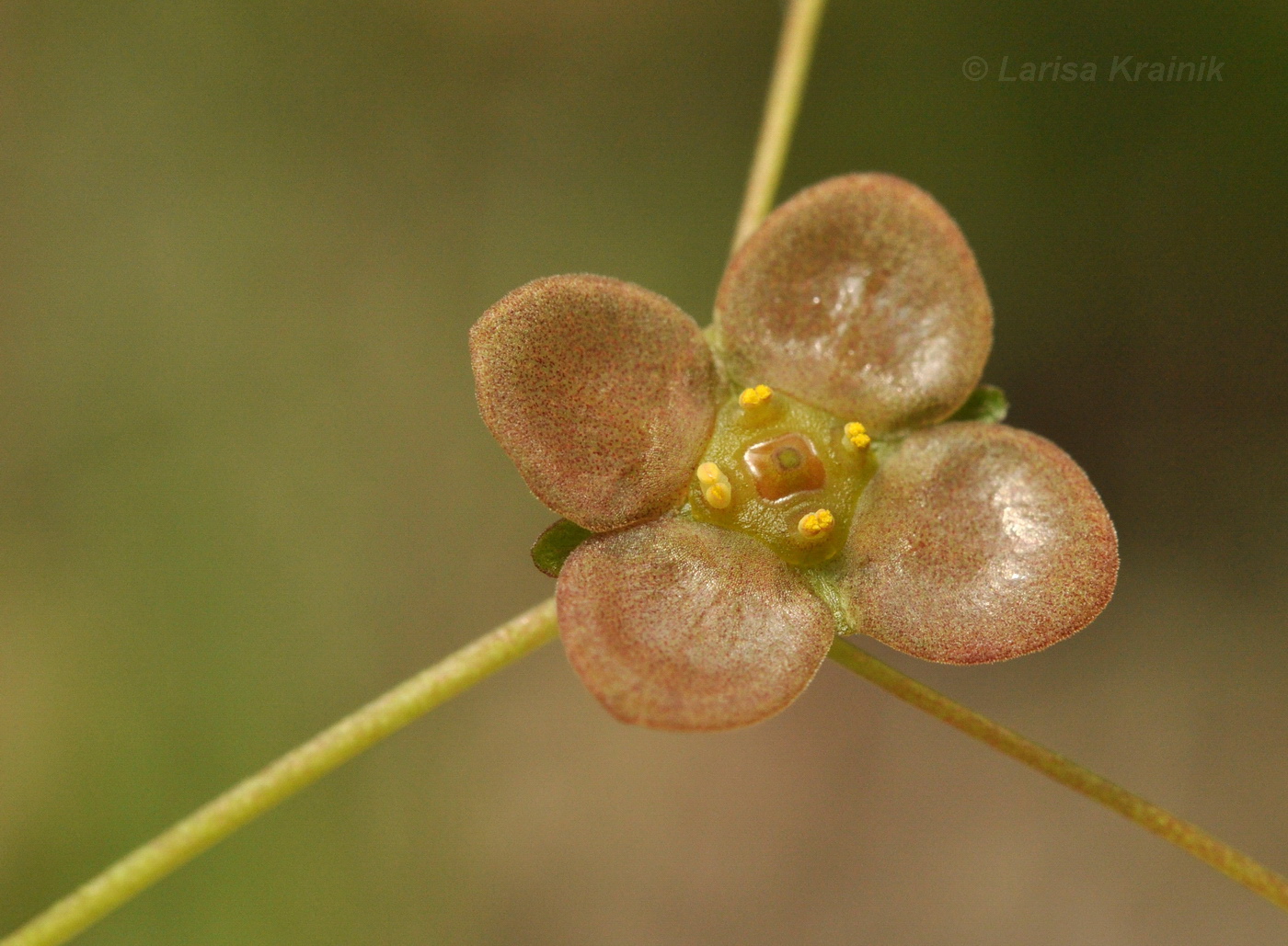 Изображение особи Euonymus pauciflorus.