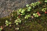 Linnaea borealis. Ползучие побеги. Березняк в окрестностях Мурманска, конец августа 2008 г.