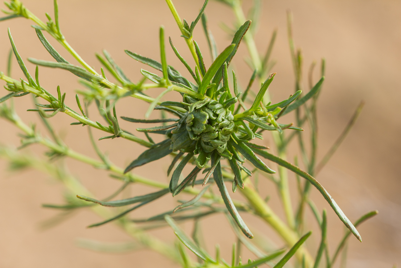 Изображение особи Artemisia tschernieviana.