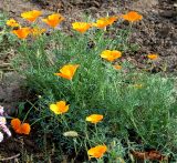 Eschscholzia californica