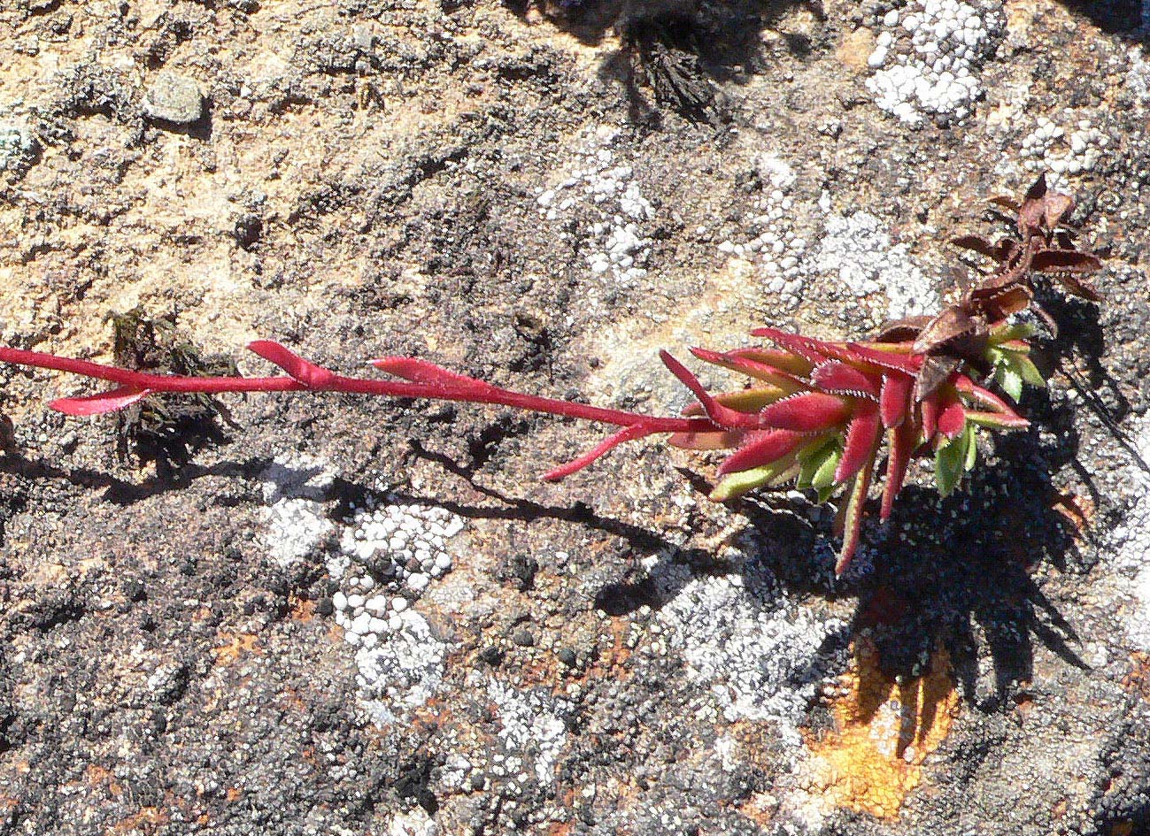 Изображение особи Saxifraga spinulosa.