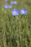 Linum austriacum