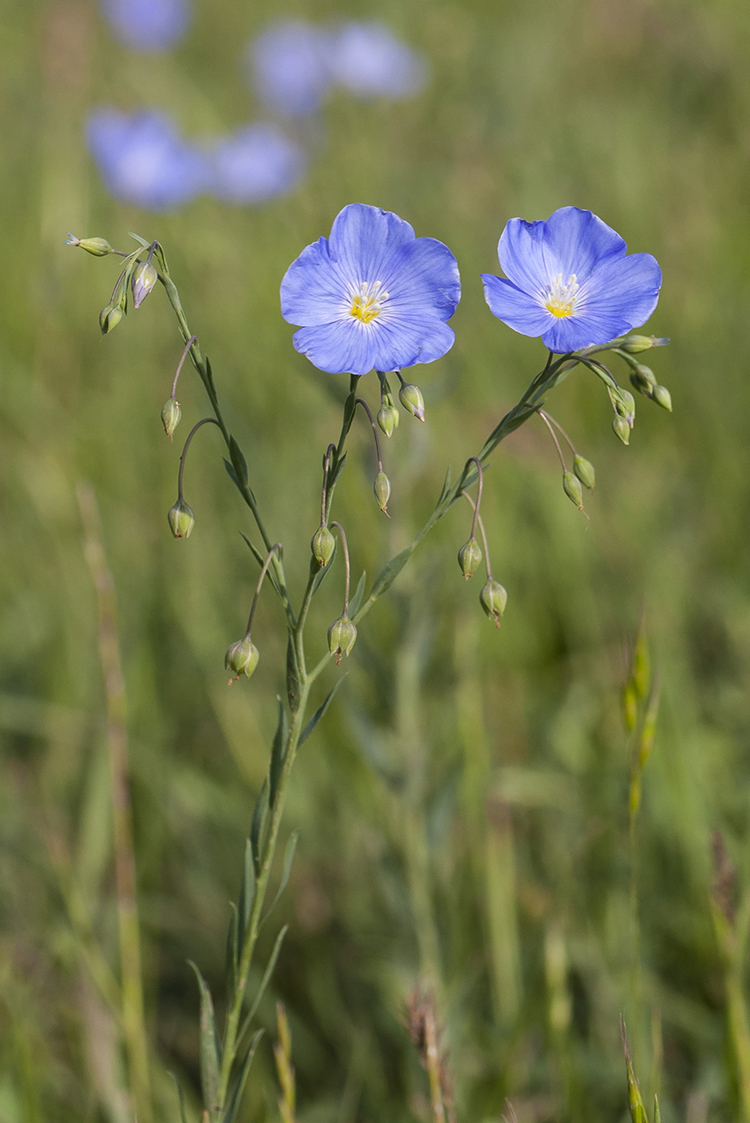 Изображение особи Linum austriacum.