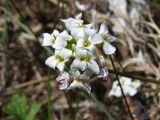 Arabidopsis gemmifera. Цветки. Магаданская обл., г. Магадан, окр. мкр-на Снежная Долина, поляна недалеко от жилья. 14.06.2019.