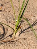 Carex arenaria. Основание побега. Ленинградская обл., окр. пос. Большая Ижора, побережье Финского залива, тыловая часть песчаного берегового вала. 07.07.2019.