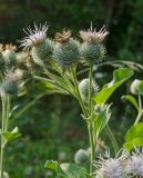 Arctium tomentosum. Верхушка цветущего растения (гипохромная форма). Пермский край, пос. Юго-Камский, разнотравный луг. 27 июля 2020 г.