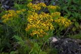 Senecio othonnae