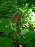 Paeonia obovata