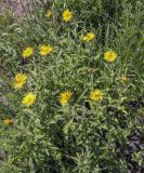 Inula hirta