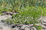 Cakile lapponica. Цветущее и плодоносящее растение в сообществе с Honckenya oblongifolia. Мурманская обл., п-в Рыбачий, побережье Большой Волоковой губы севернее м. Коровий, песчаный пляж. 28.07.2020.