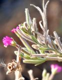 Epilobium villosum