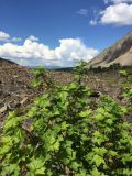 Ribes atropurpureum