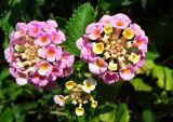 Lantana camara