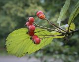 Sorbus subfusca. Соплодие. Москва, ГБС РАН, дендрарий. 15.09.2022.